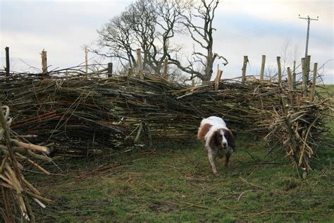 The Willow Tree - iLandscapers