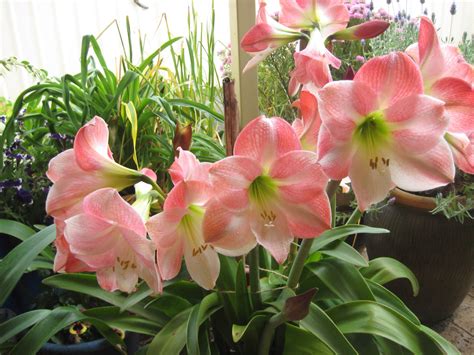 Amaryllis Pink Color Hd Wallpaper Rare Gallery