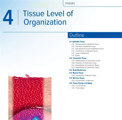 Chapter 4 Tissue Epithelial And Connective Flashcards Quizlet