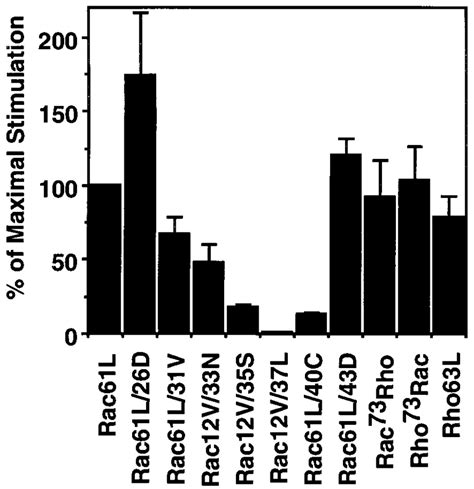 Activation Of Srf By Rac Effector Domain Mutants And Rac Rho Chimeras