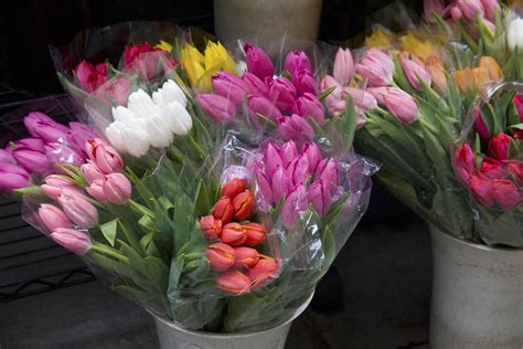 Tulip Bouquets by Diane Macdonald