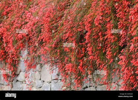 Firecracker Plant Russelia Equisetiformis Stock Photo Alamy