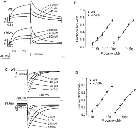 Concentration Dependence Of Wt And Mutant Herg Channel Block By