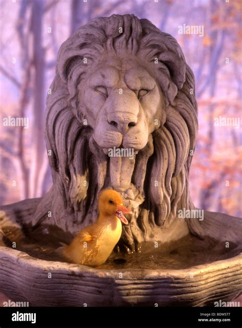 Duck And Lion Stock Photo Alamy