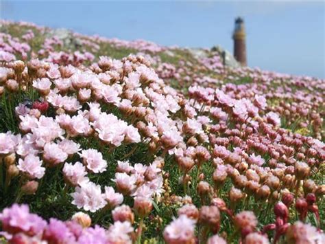 Outer Hebrides And St Kilda Wildlife Tour Scotland Responsible Travel