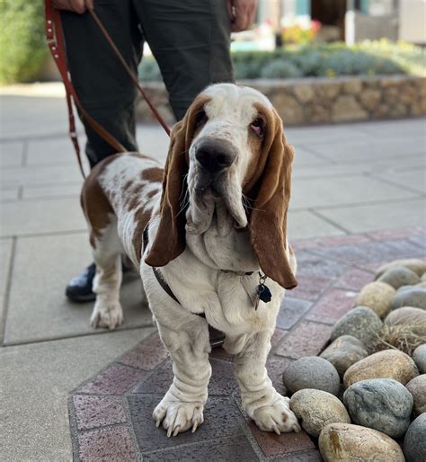 Basset Hound Dachshund Mix