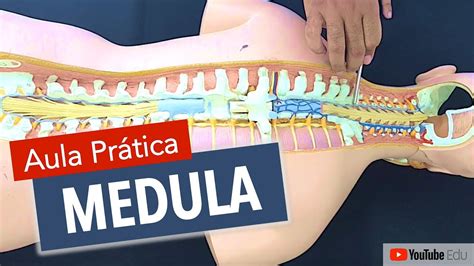 Anatomia Da Medula Espinhal Anatomia Etc Youtube