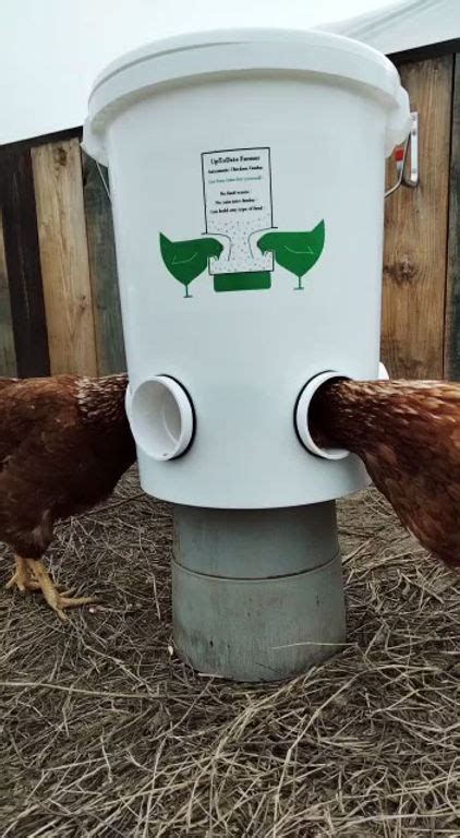 Wie hält man Nagetiere vom Hühnerstall fern