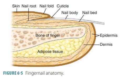 Nail Anatomy Chart