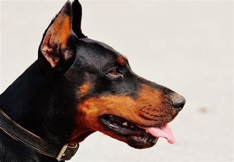 Cómo saber si un Pinscher es puro Vimar Alfambra