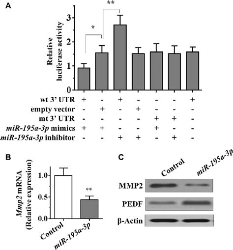 Mir 195a 3p Directly Targets Mmp2 Via Its 3 0 Utr A The Effect Of