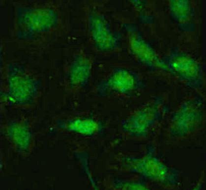 Anti Asc Tms Antibody Arg Arigo Biolaboratories