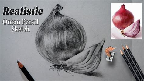 Onion Drawing Sketch