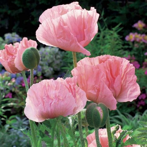 Pavot Helen Elisabeth Un coquelicot géant à fleurs roses