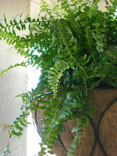 Pruning Boston Fern How And When To Prune Boston Fern Plants