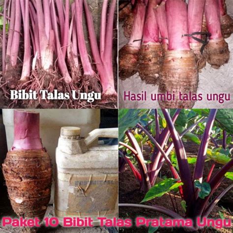 Jual Bibit Talas Ungu Super Siap Tanam Per 10 Bibit Shopee Indonesia