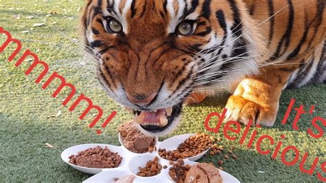 Tigers Reaction To More Types Of Food Youtube