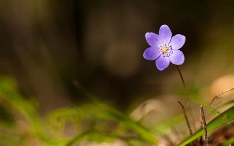 Wallpaper Sunlight Nature Grass Green Blossom Leaf Flower Eye