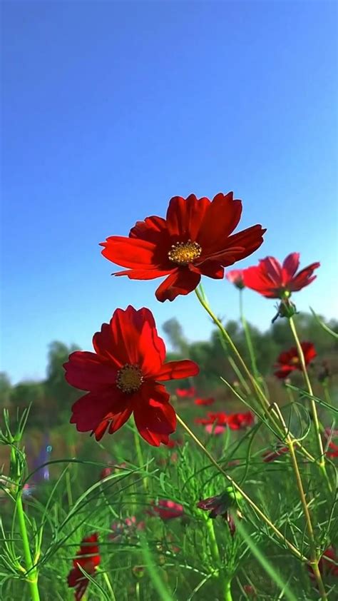 Red Flower Garden Anish Yadav Pinterest Beautiful Flowers