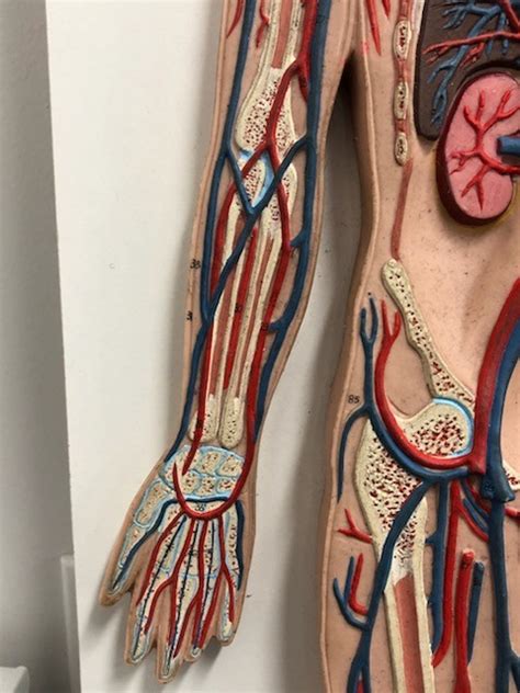 Diagram Of Veins And Arteries In Arm