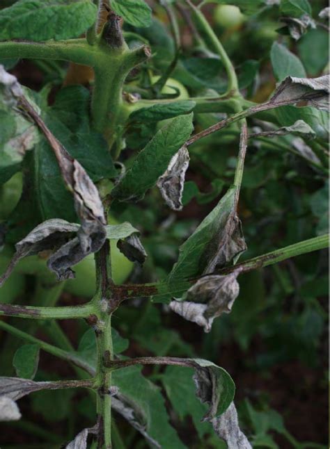 番茄晚疫病 果树蔬菜茶树病虫 图片