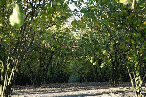 How To Harvest Hazelnuts Gardeners Path