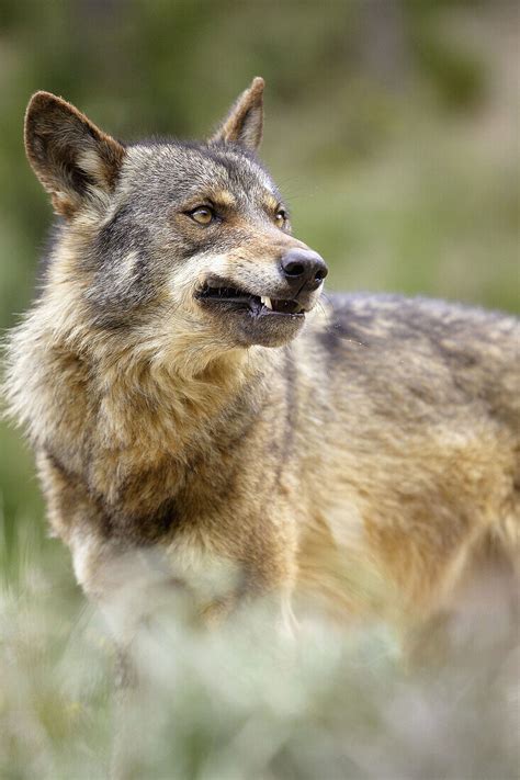 Iberian Wolf Canis Lupus Signatus Bild Kaufen Lookphotos