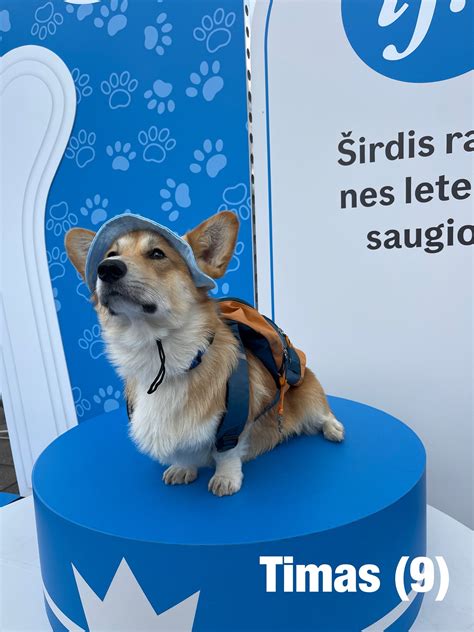 Corgi Race Vilnius