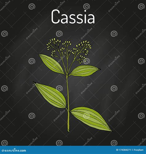 Chinese Cassia Cinnamomum Cassia Medicinal Plant Stock Vector