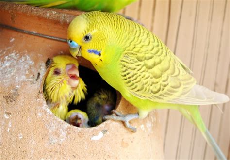 Breeding Budgerigars – The Budgerigar Club