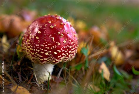 Red Wild Amanita Muscaria Mushroom. A red Amanita Muscaria mushroom growing in the wild. Stock ...