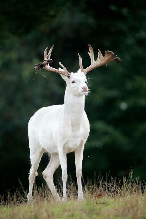 Wonderful Albino In Michigan We Had A Albino Doe We Protect Her Have