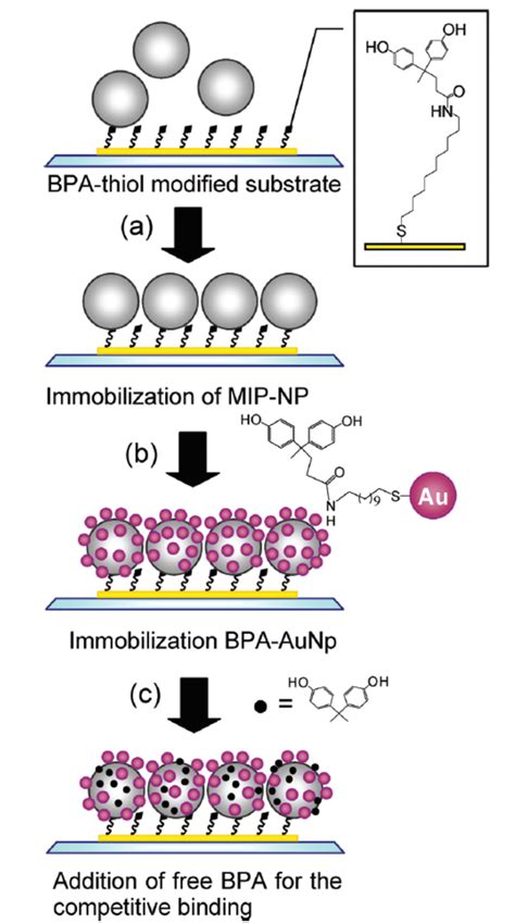 Schematic Representation Of The Immobilization Procedure Of Mip Np And Download Scientific