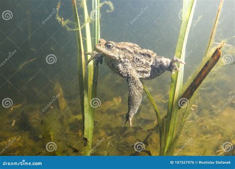 Common Toad Bufo Bufo Underwater Stock Photo - Image of amphibian ...