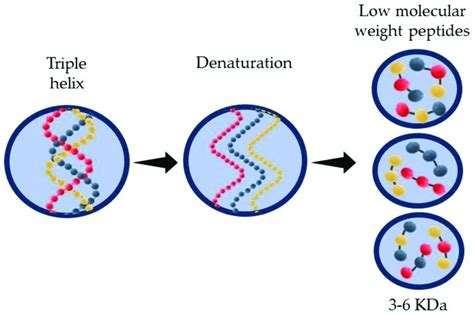 Denaturation Of Native Collagen Into Small Low Molecular Weight