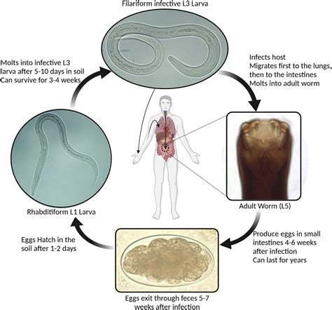 Hookworm Infection Toward Development Of Safe And Effective Peptide Vaccines Journal Of