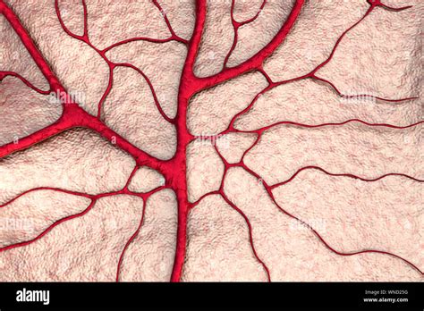 Capillary, blood vessel Stock Photo - Alamy