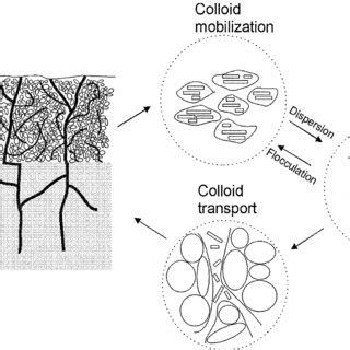 Pdf Colloids And Colloid Facilitated Transport Of Contaminants In Soils