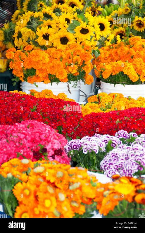 Outdoor Flower Shop Stock Photo Alamy