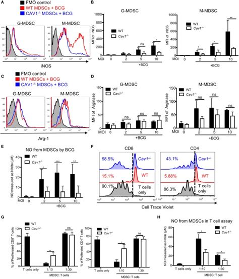 Caveolin 1 Controls Vesicular TLR2 Expression P38 Signaling And T Cell