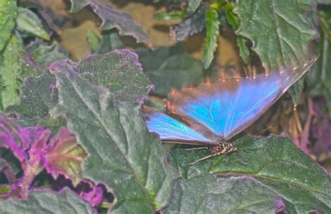 Emma Hill: Butterflies in the Glasshouse, Wisley Gardens.