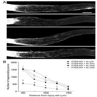 Tdg Is Required For Snl Induced Axon Regeneration And Atf Expression