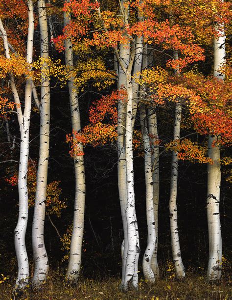 Aspen Contrast Southeast Idaho By Leland D Howard Tree Photography