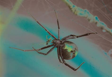 Male Widow Spiders Survive Sex By Mounting Immature Virgins