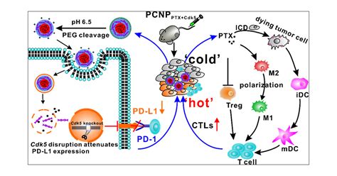 Reshaping Tumor Immune Microenvironment Through Acidity Responsive