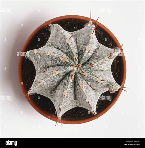 Astrophytum Myriostigma Bishop S Cap Stock Photo Alamy