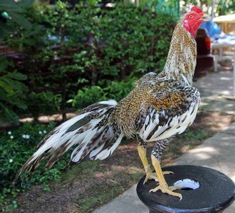 Gambar Ayam Bangkok Bagus Ayam Juara