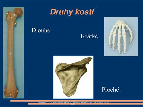 PPT BIOLOGIE ČLOVĚKA KOSTRA LIDSKÉHO TĚLA PowerPoint Presentation