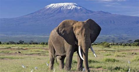 Nairobi Excursion d une journée dans le parc national d Amboseli avec