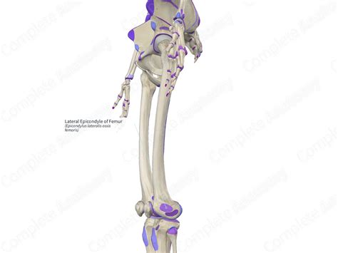 Lateral Epicondyle of Femur | Complete Anatomy